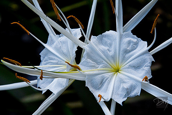 Spider Lilies