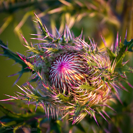 Thistle