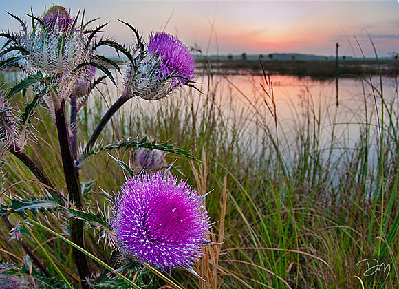 Thistle Sunrise