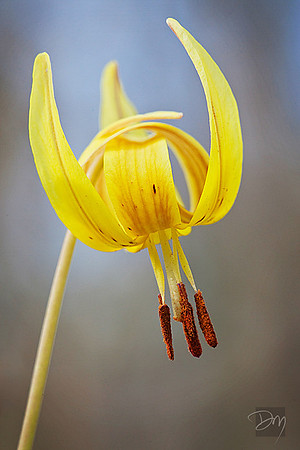 Trout Lily