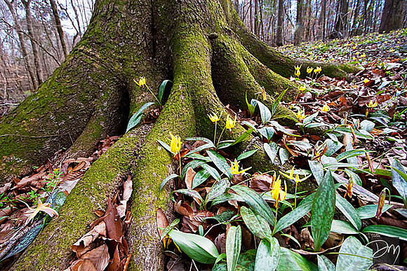 Trout Lily Tree