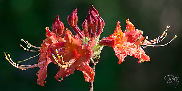 Wild Azaleas in Detail