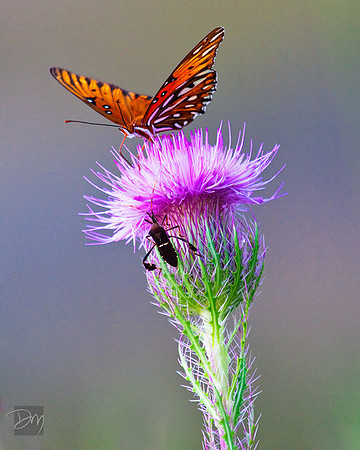 Fritillary and Plant Bug