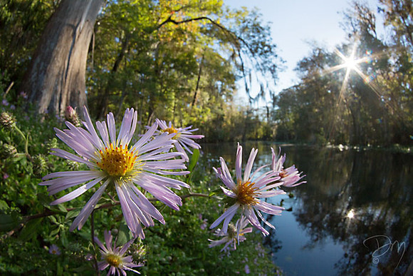 Swamp Aster