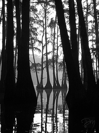 Cypress_Silhouette