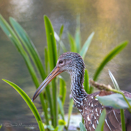 Limpkin Portrait