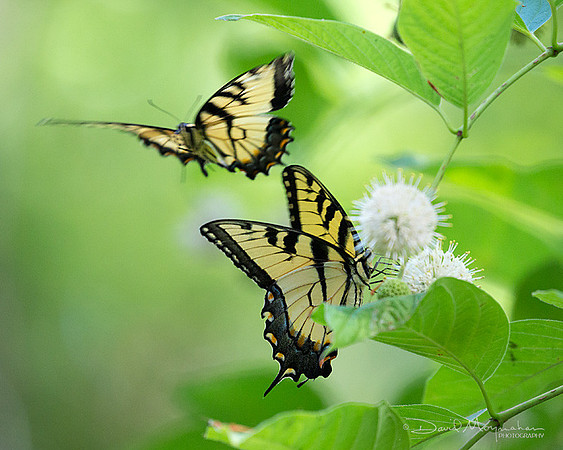 Swallowtails Two