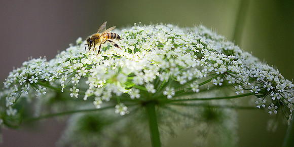 Bee on Hemlock Pano12