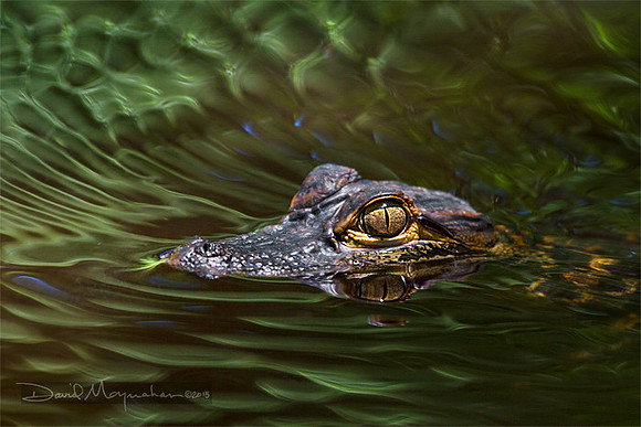 Young Denizen 3