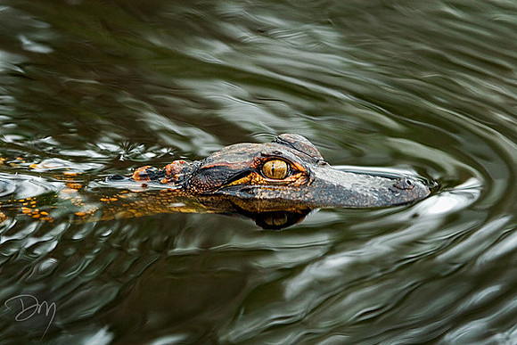 Young Denizen 2