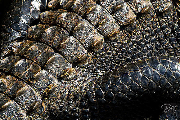 Alligator Hide