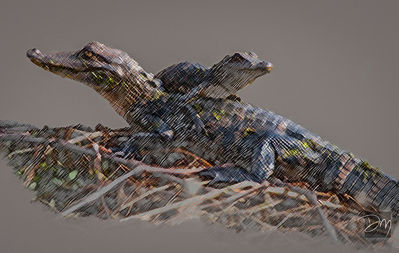 Alligators Illustrated