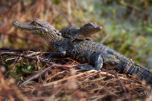 Alligators Two