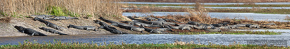 Big Gator Panorama