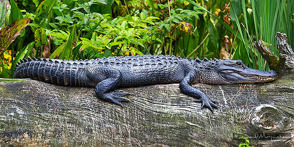 Gator Log