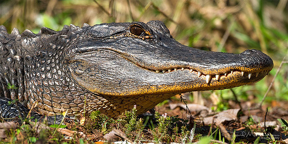 Gator Portrait