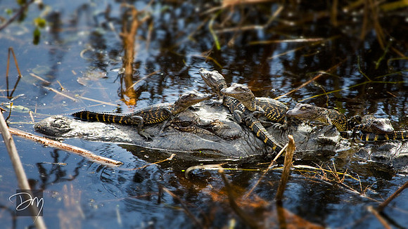 Gator Babe Safety