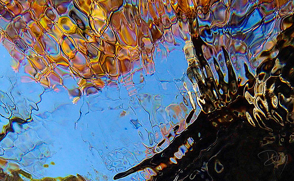 Fish-eye View