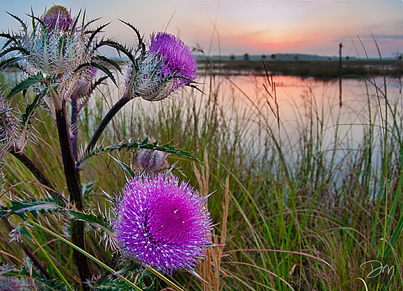 Thistle Sunrise