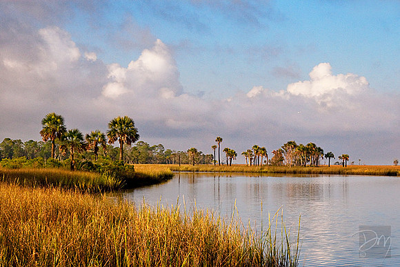 Palms of St Marks