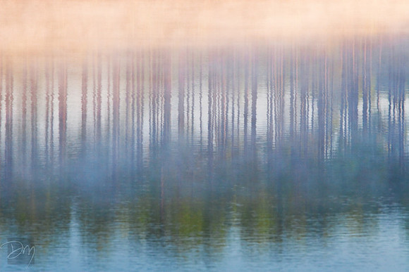 Pines in Mist