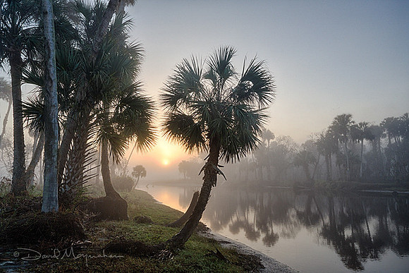 Rising in the Mist I