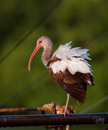 Ruffled Ibis
