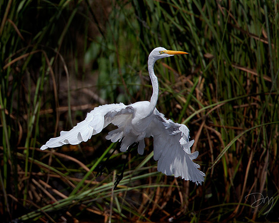 Ruffled Takeoff