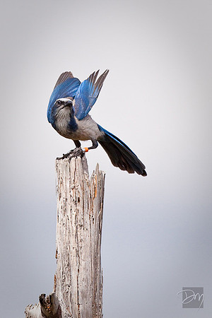 Scrub Jay Takeoff