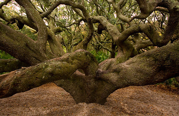 Serpentine Oak