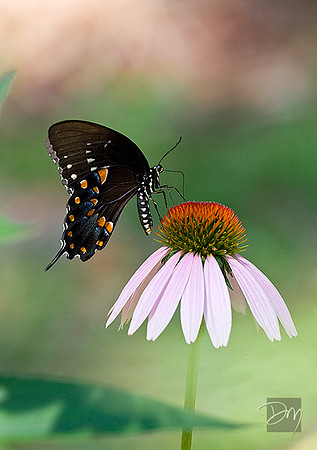 spicebush Swallowtail 2