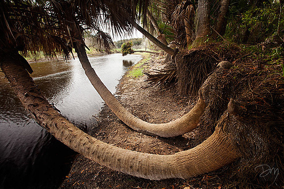 Twin Swooping Palms