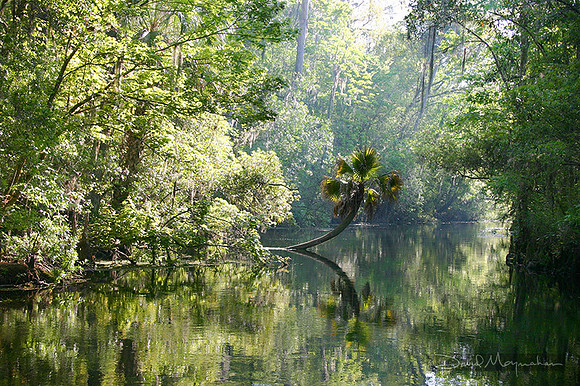 Tarzan Tree