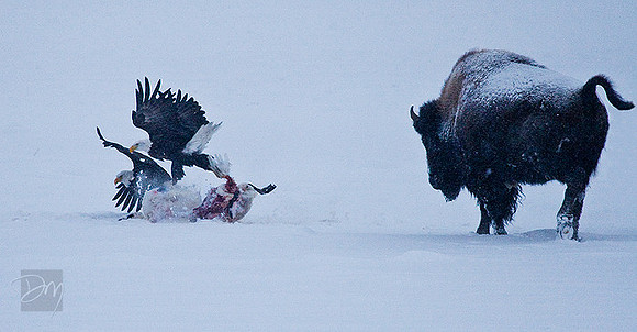 Bison in Charge