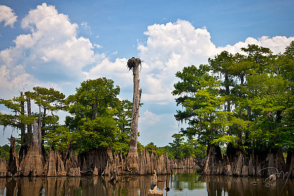 Dr Seuss in the Florida Wilds