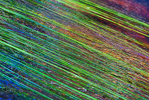 Eel Grass Abstract