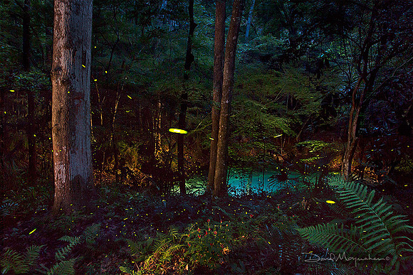 Firefly Magic Round the Sinkhole