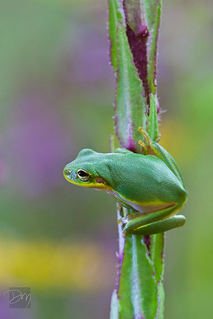 Green Treefrog