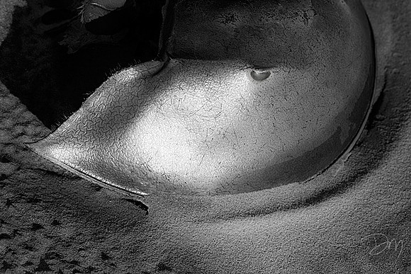 Horseshoe Detail