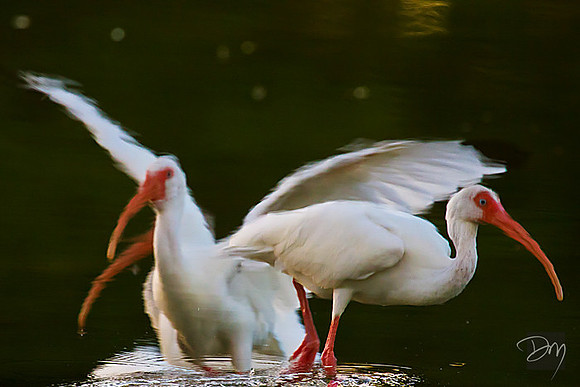 Ibis Reflection II