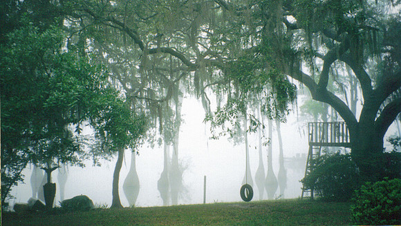 Lake Bradford Trees and Dock in Mist
