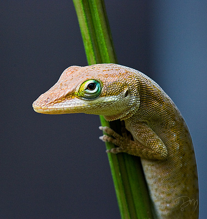 Lookin Atcha