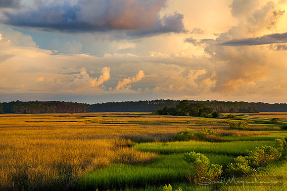 Marsh & Sky