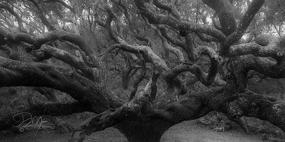 Medusal Maritime Oak