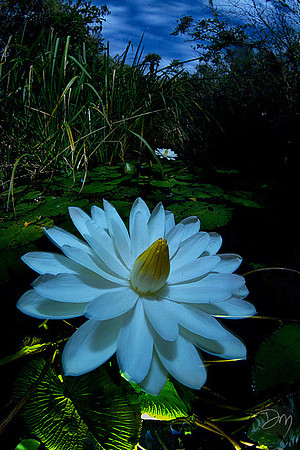 Night Bloomer