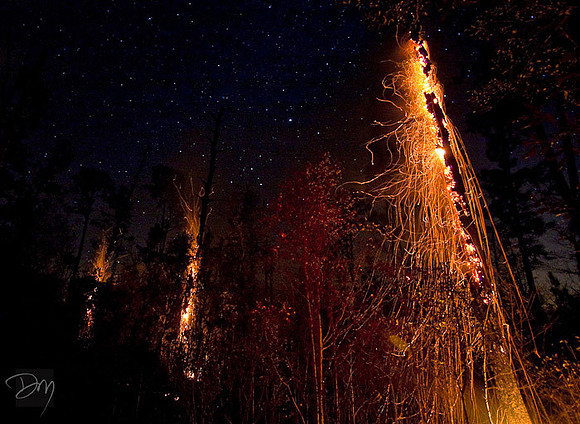 Forest Fire Under the Cosmos