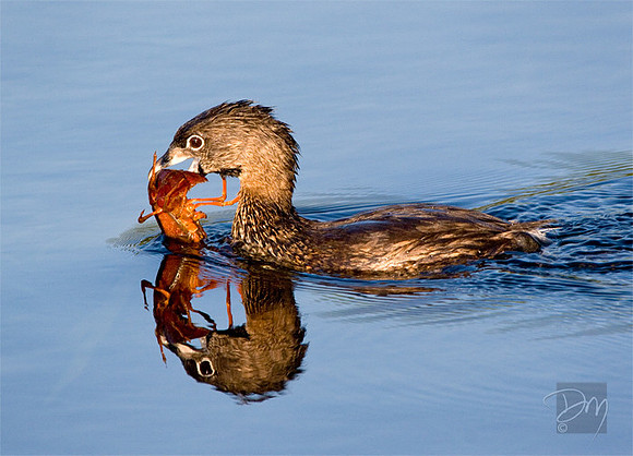 Pied-billed Grebe & Crayfish