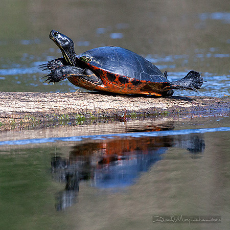 Male_Cooter_Sunning