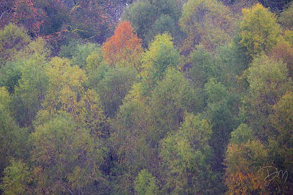 Willow Color