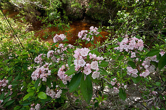 Mountain Laurel